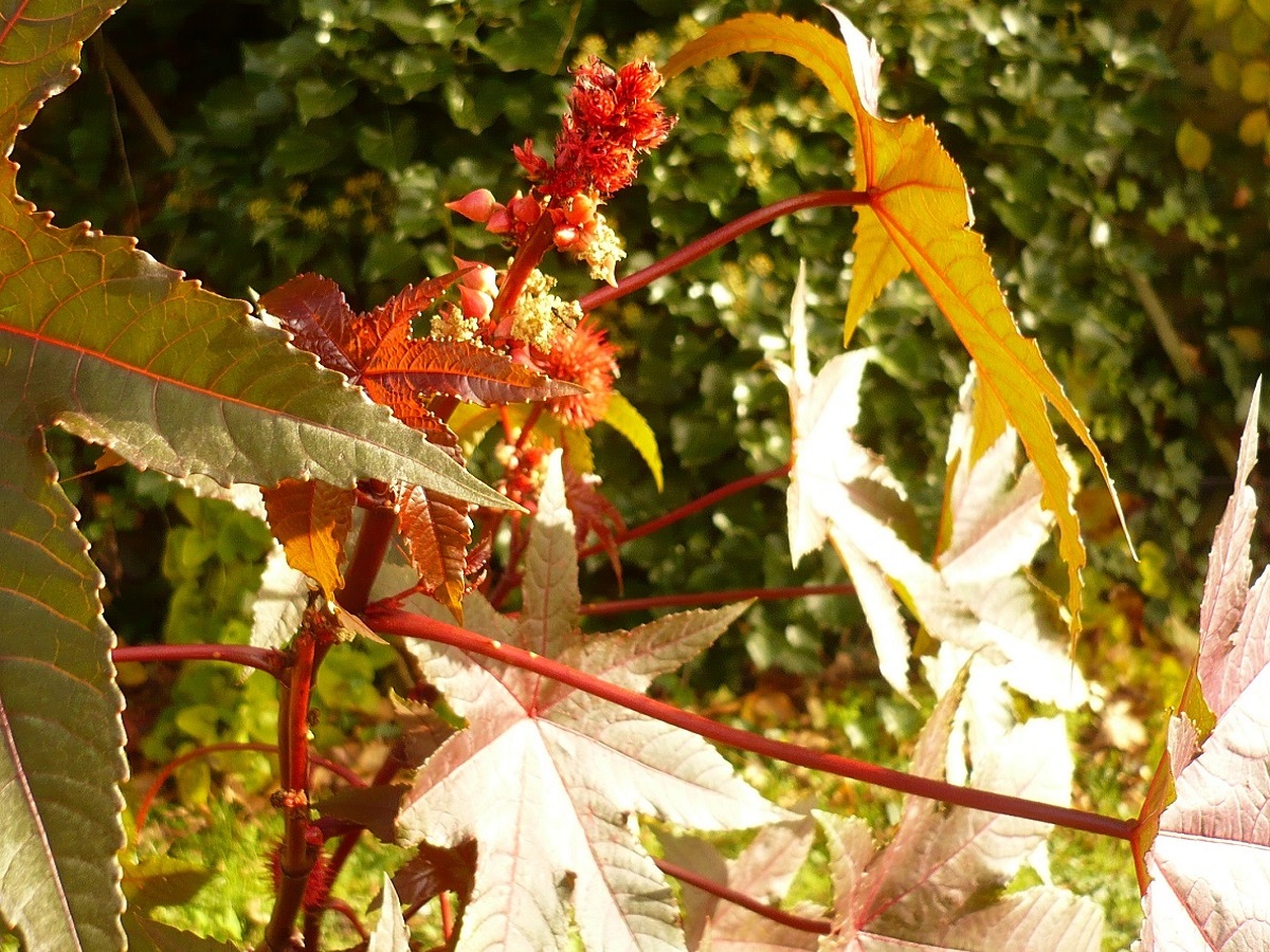 Ricinus communis (Euphorbiaceae)